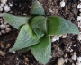 Хавортия (Haworthia magnifica Riversdale RSA)