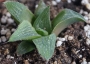 Хавортия (Haworthia magnifica Riversdale RSA)
