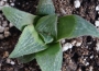 Хавортия (Haworthia magnifica Riversdale RSA)