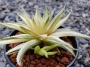 Хавортия (Haworthia marumiana variegated ハオルチア マルミアーナ錦)