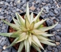 Хавортия (Haworthia marumiana variegated ハオルチア マルミアーナ錦)