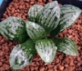 Хавортия (Haworthia Marylin 多肉植物 ハオルチア マリリン)