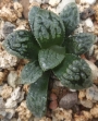 Хавортия (Haworthia Marylin 多肉植物 ハオルチア マリリン)