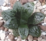 Хавортия (Haworthia Marylin 多肉植物 ハオルチア マリリン)