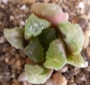 Хавортия (Haworthia maughanii hybrid)
