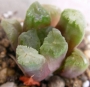 Хавортия (Haworthia maughanii hybrid)