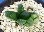 Хавортия (Haworthia Maughanii x truncata variegated)
