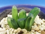 Хавортия (Haworthia Maughanii x truncata variegated)
