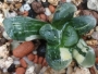 Хавортия (Haworthia Maughanii x truncata variegated)