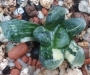 Хавортия (Haworthia Maughanii x truncata variegated)