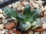 Хавортия (Haworthia Maughanii x truncata variegated)