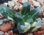 Хавортия (Haworthia Maughanii x truncata variegated)