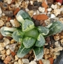 Хавортия (Haworthia Maughanii x truncata variegated)