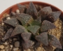 Хавортия (Haworthia Meijyu)