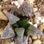 Хавортия (Haworthia Meijyu)