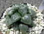 Хавортия (Haworthia Marylin 多肉植物 ハオルチア マリリン)