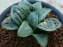 Хавортия (Haworthia Marylin 多肉植物 ハオルチア マリリン)