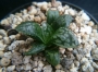 Хавортия (Haworthia Marylin 多肉植物 ハオルチア マリリン)