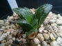 Хавортия (Haworthia Marylin 多肉植物 ハオルチア マリリン)