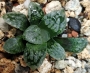 Хавортия (Haworthia Marylin 多肉植物 ハオルチア マリリン)