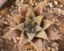 Хавортия (Haworthia Michael coccoza)