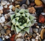 Хавортия (Haworthia Michael coccoza)