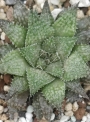 Хавортия (Haworthia Michael coccoza)