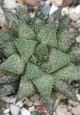 Хавортия (Haworthia Michael coccoza)