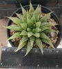 Хавортия (Haworthia Michael coccoza)