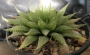 Хавортия (Haworthia Michael coccoza)