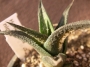 Хавортия (Haworthia nigra)