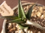 Хавортия (Haworthia nigra)