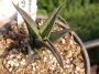 Хавортия (Haworthia nigra)