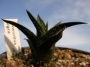 Хавортия (Haworthia nigra)
