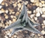 Хавортия (Haworthia nigra)