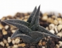 Хавортия (Haworthia nigra)