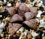 Хавортия (Haworthia picta)