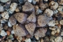 Хавортия (Haworthia picta)