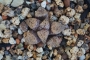 Хавортия (Haworthia picta)