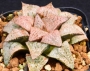 Хавортия (Haworthia Picta 50)