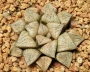 Хавортия (Haworthia picta Beigy Cream)