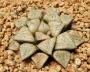 Хавортия (Haworthia picta Beigy Cream)