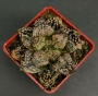Хавортия (Haworthia picta cv. PANDORA MAGICBOX)