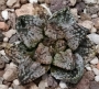 Хавортия (Haworthia picta cv. PANDORA MAGICBOX)