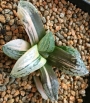 Хавортия (Haworthia picta variegated ハオルチア ピクタ錦)