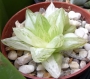 Хавортия (Haworthia planifolia cv. variegata variegated)