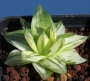 Хавортия (Haworthia planifolia cv. variegata variegated)