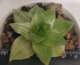 Хавортия (Haworthia planifolia cv. variegata variegated)