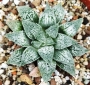 Хавортия (Haworthia Platinum ハオルチア プラチナ カキ仔付き)