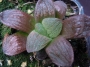 Хавортия (Haworthia Pygmaea Pink)
